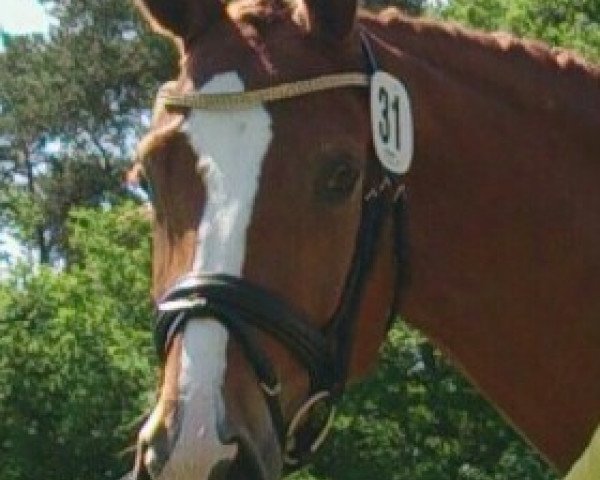 broodmare Queen Paris (Hanoverian, 2009, from Quaterback) broodmare Queen Paris (Hanoverian, 2009, from Quaterback)