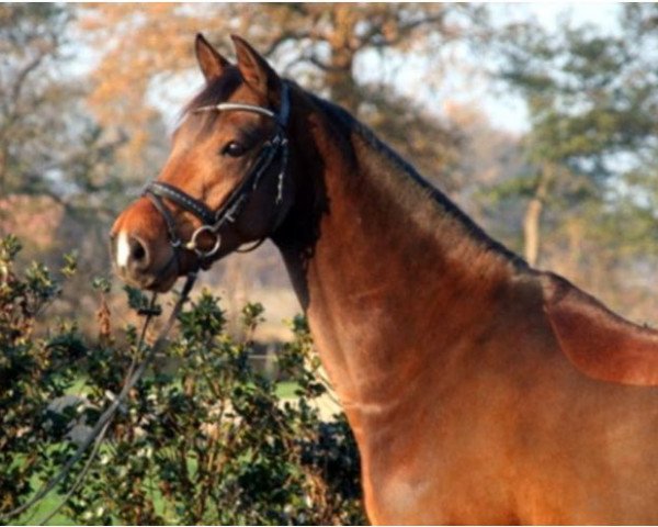 dressage horse Valentino La Vida (German Riding Pony, 2006, from Valerossi)