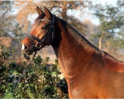 dressage horse Valentino La Vida (German Riding Pony, 2006, from Valerossi)