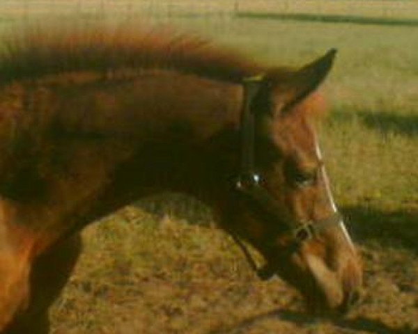 stallion Hengstfohlen von Scolari (Westphalian, 2014, from Scolari)