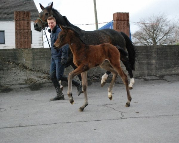 broodmare Franzi S. (Westphalian, 2014, from Franziskus FRH)