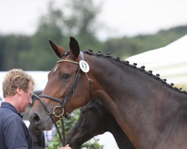 broodmare Bella Donna (Westphalian, 2001, from Biotop)