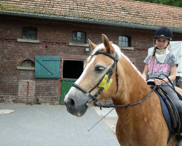dressage horse Asko (Haflinger, 1991, from Athlet (12,5% ox))