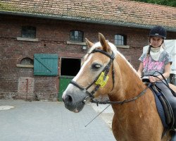 dressage horse Asko (Haflinger, 1991, from Athlet (12,5% ox))