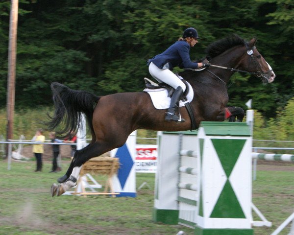 horse Lupo 45 (Holsteiner, 1994, from Laurenz) horse Lupo 45 (Holsteiner, 1994, from Laurenz)