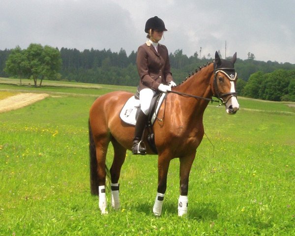 Pferd Scarlett o Hara (Württemberger, 2007)