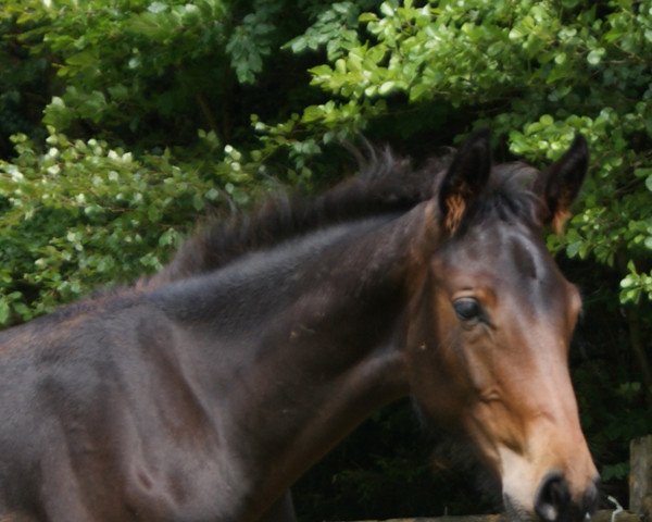 horse Earl of Fire (Bavarian, 2014, from Earl of Classic Hd)