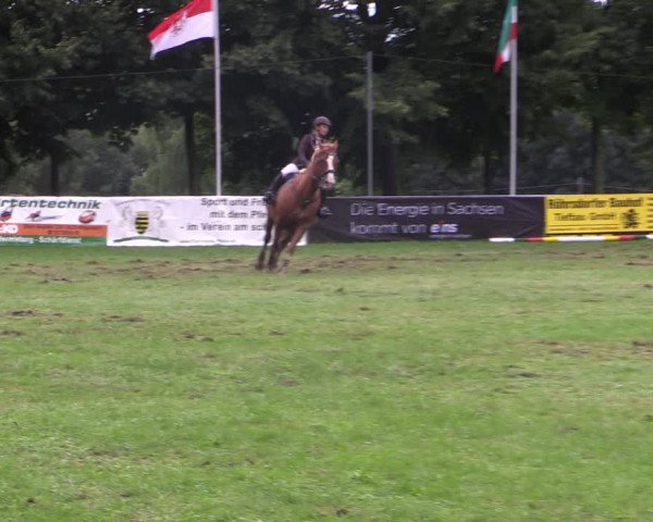 Springturnier Röhrsdorf/ Chemnitz 2021