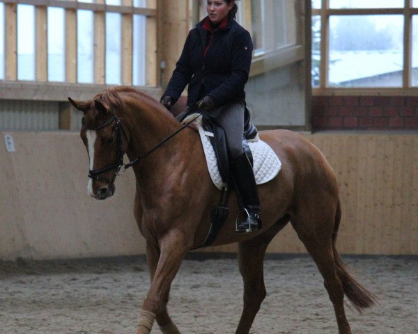 broodmare Da Vita (Hanoverian, 2007, from Don Frederico)