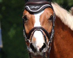 dressage horse Sunny H (German Riding Pony, 2008, from Zandheuvel's Sunny Boy)