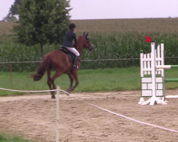 Springturnier Röhrsdorf/ Chemnitz 2021