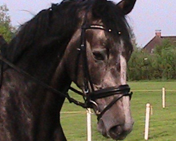 Springpferd Carl Der Grosse 24 (Holsteiner, 2009, von Cassini I)