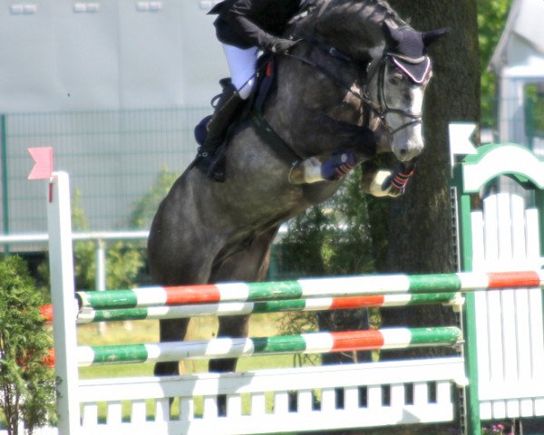 Cavallo da salto Coleandro (Holstein, 2008, di Colman) - Sevelen 2014