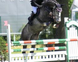 Springpferd Coleandro (Holsteiner, 2008, von Colman)