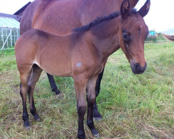 horse Summer (German Riding Pony, 2014, from Santiago)