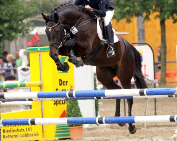 jumper Nala Novelle (Holsteiner, 2008, from Newton)