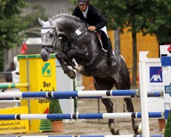 jumper Cataro Casall (Holsteiner, 2008, from Casall Ask)