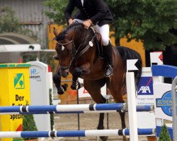 jumper Carletto 8 (Oldenburg show jumper, 2008, from Converter I)