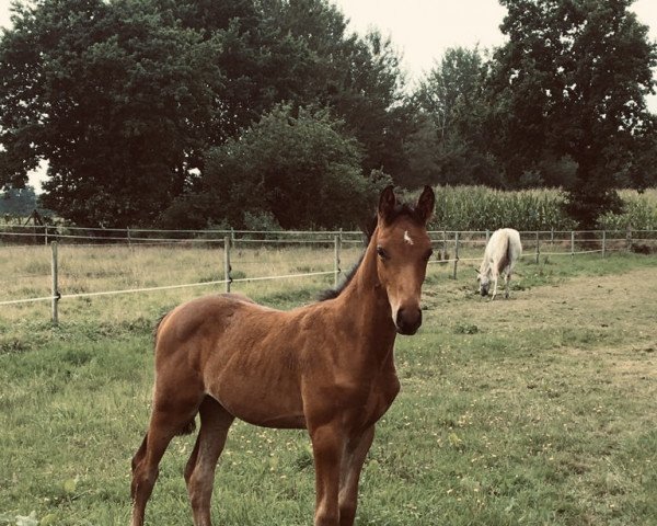 Pferd Charat (Holsteiner, 2021, von Charaktervoll Hv)
