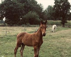 Pferd Charat (Holsteiner, 2021, von Charaktervoll Hv)