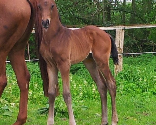 Pferd Findus Bayley WF (Westfale, 2014, von Franziskus FRH)