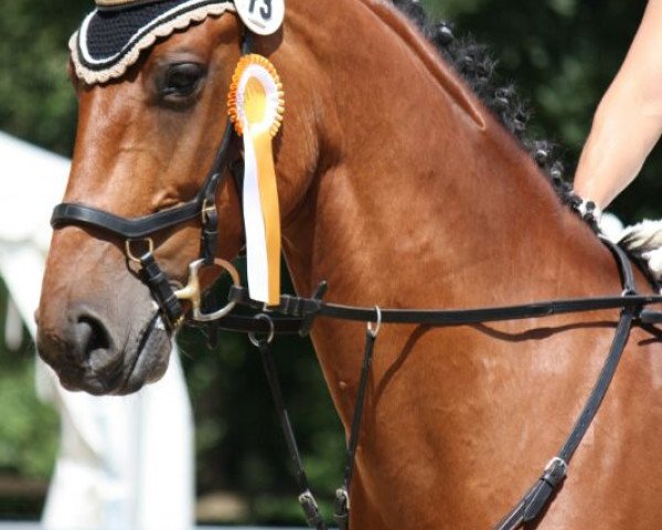 dressage horse Call me Leo (Westphalian, 2007, from Carving)