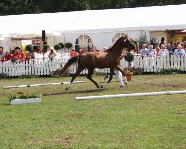 Zuchtstute Pia 806 (Deutsches Reitpony, 2010, von Principal Boy)