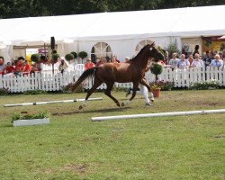 broodmare Pia 806 (German Riding Pony, 2010, from Principal Boy)