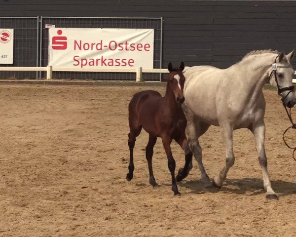 Holsteiner Fohlenchampionat im Körbezirk Nordfriesland 2021
