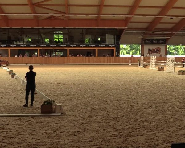 Stuten- und Fohlenschau Riesenbeck-Hörstel 2021