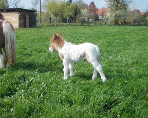 horse Tetanus von Repgow (Shetland pony (under 87 cm), 2014, from Theseus)