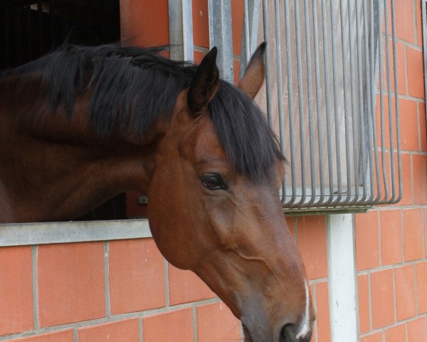 jumper Lord Lancaster 9 (Holsteiner, 2008, from Landos)