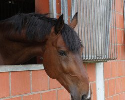 jumper Lord Lancaster 9 (Holsteiner, 2008, from Landos)