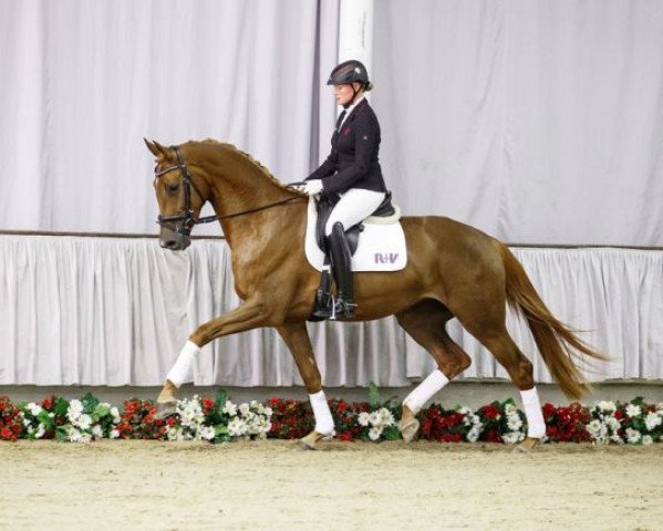 Pferd VIP-Lady (Westfale, 2012, von Valeron)