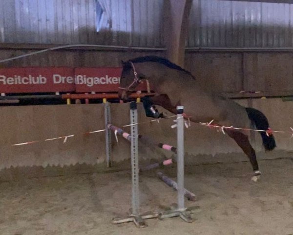broodmare Donna (German Sport Horse, 2017, from Don Fürst)
