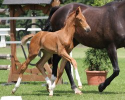 broodmare Skynet (Westphalian, 2014, from Sir Heinrich OLD)