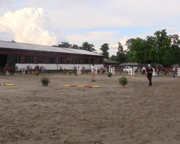 Holsteiner Fohlenchampionat im Körbezirk Steinburg 2021