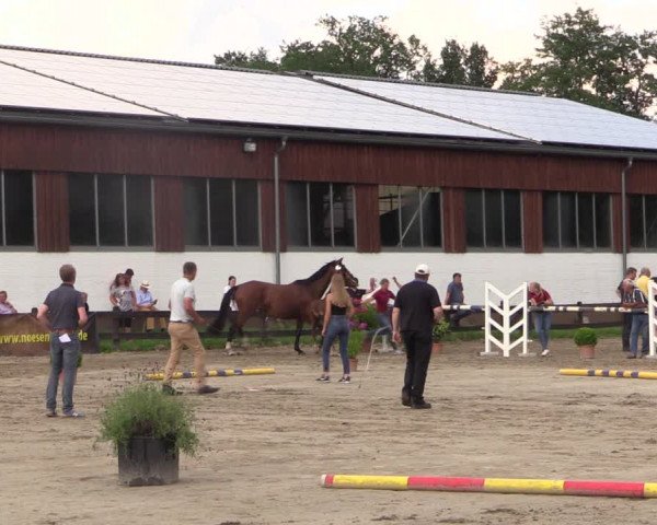 Holsteiner Fohlenchampionat im Körbezirk Steinburg 2021