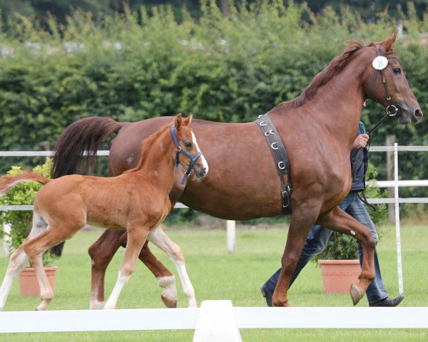 horse Hengst von Pilothago x Granikos (Westphalian, 2014, from Pilothago Dxb)