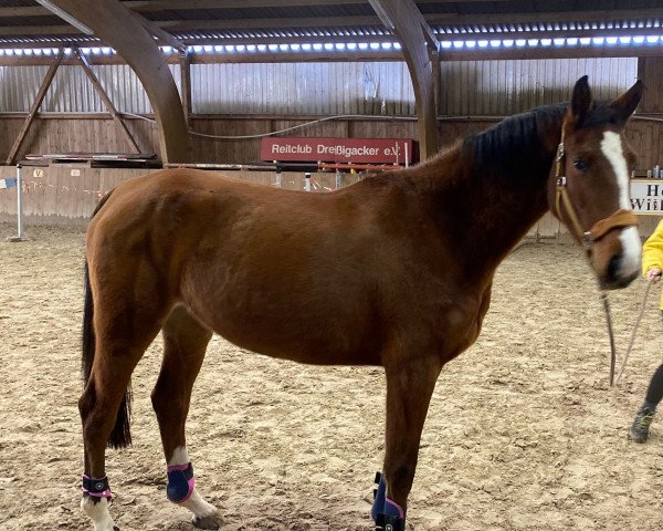 broodmare My Melodie S (German Sport Horse, 2018, from Casdorff)
