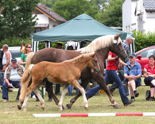 horse Murphys Maxwell (Black Forest Horse, 2014, from Murphy 177)