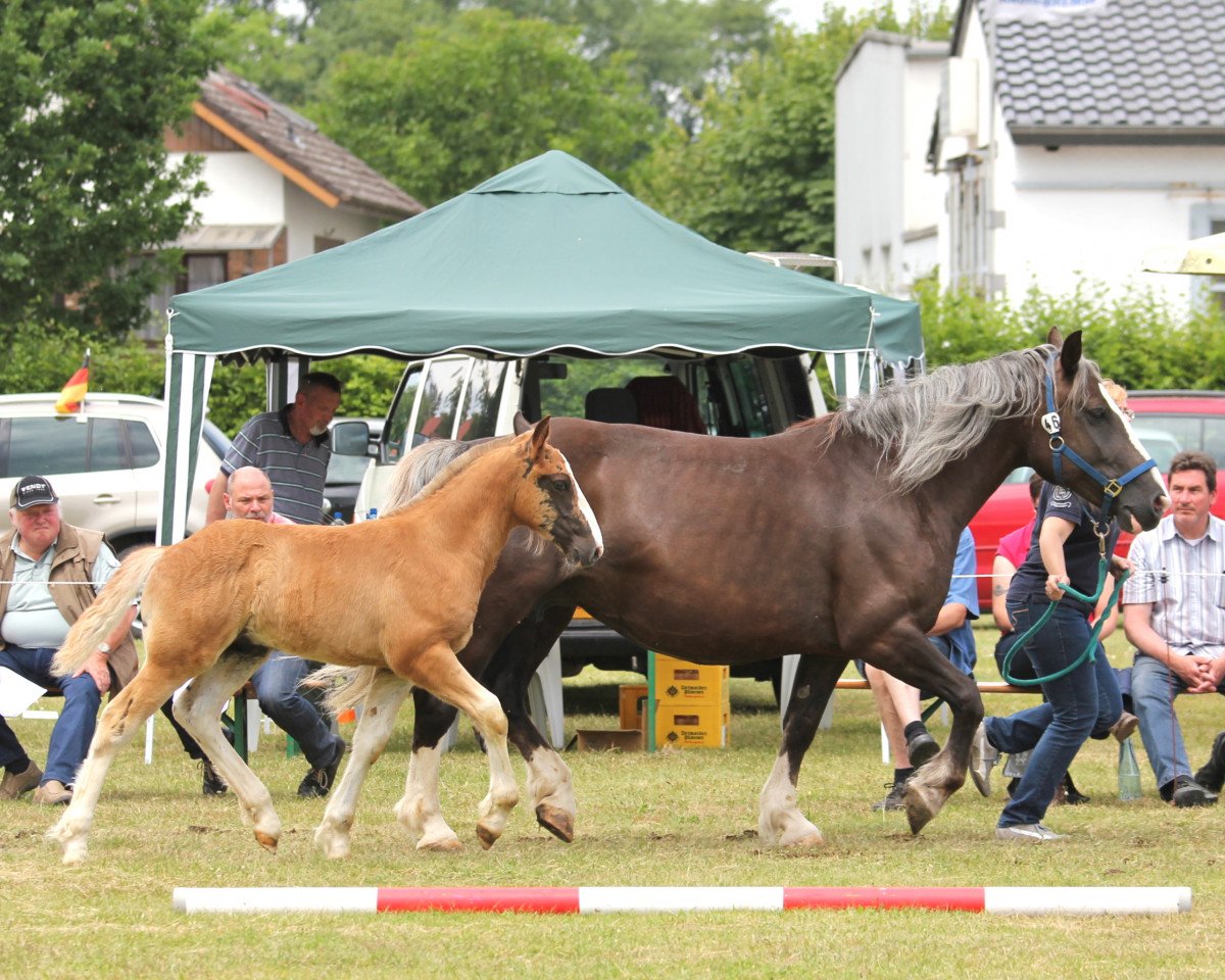 horse Matze (Black Forest Fox, 2014, from Murphy 177)
