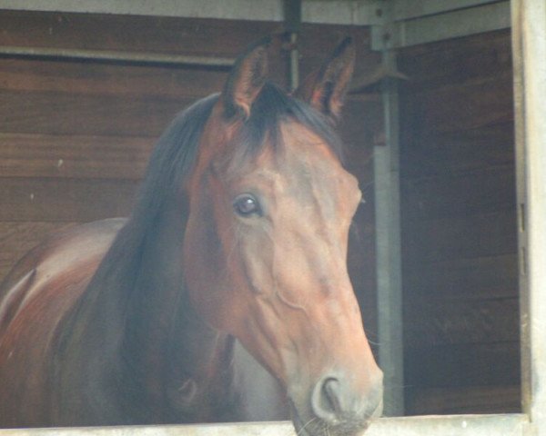 broodmare Fiorana 2 (Oldenburg, 2005, from Dimaggio)
