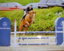 Springpferd Cholito e (Hessisches Warmblut, 2008, von Chequille 2)