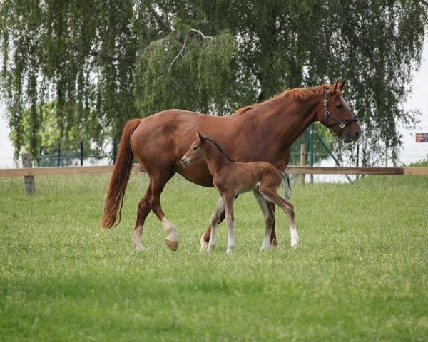 horse Casanova 539 (Westphalian, 2014, from Cachassini)