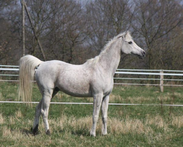 horse El Wa Ha Taquatu EAO (Arabian purebred, 1991, from El Thay Kayed EAO)