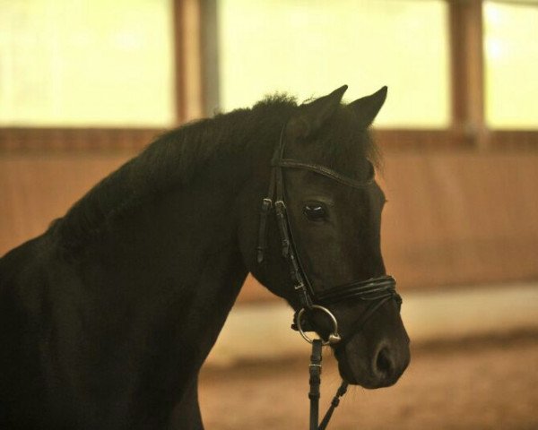 dressage horse Halima 14 (German Riding Pony, 1999, from Helion) dressage horse Halima 14 (German Riding Pony, 1999, from Helion)