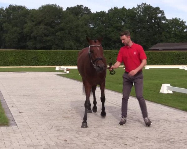 Stutenleistungsprüfung Münster-Handorf 2021