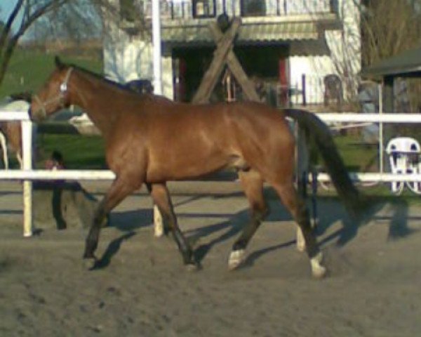 dressage horse Rio Napo (Rhinelander, 2001, from Rockwell)