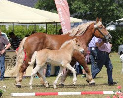dressage horse Happy Molly (Rhenish-German Cold-Blood, 2014, from Higgins)